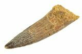 Fossil Spinosaurus Tooth - Real Dinosaur Tooth #346789-1